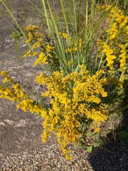 Solidago odora