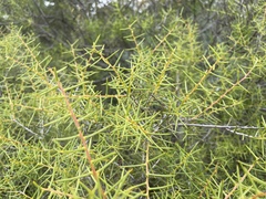 Acacia colletioides
