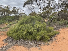 Acacia colletioides