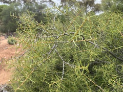 Acacia colletioides