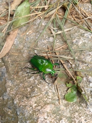 Trigonophorus rothschildi