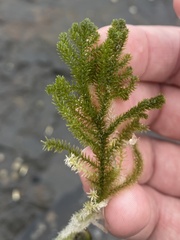 Caulerpa flexilis
