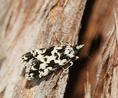 Eudonia aphrodes