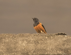 Phoenicurus ochruros