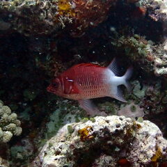 Sargocentron caudimaculatum