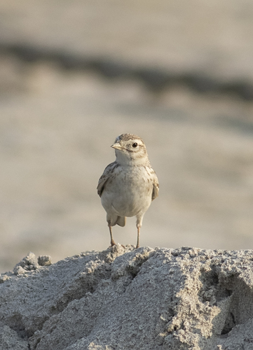 Sand Lark
