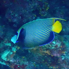 Pomacanthus imperator