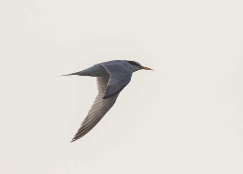 Little Tern