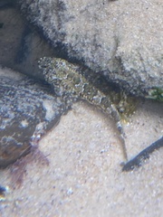 Lepidoblennius haplodactylus