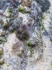 Lepidoblennius haplodactylus