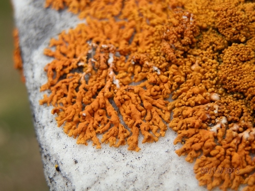 Puikioji geltonkerpė nuotrauka