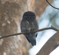 Glaucidium radiatum