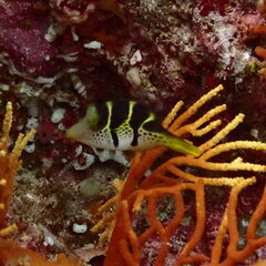 Paraluteres prionurus