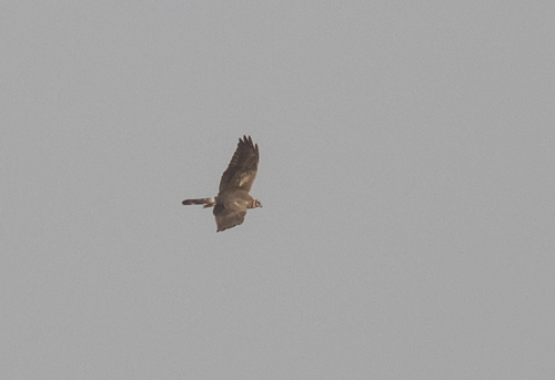 Pallid Harrier