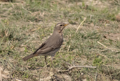 Turdus ruficollis