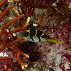 Paraluteres prionurus