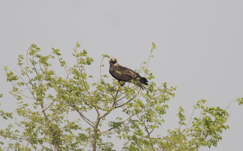 Imperial Eagle