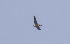 Falco peregrinus