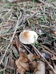 Lepiota lilacea