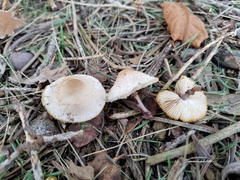 Lepiota lilacea