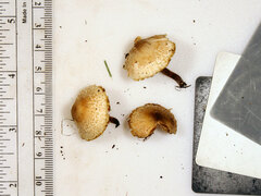 Lepiota lilacea