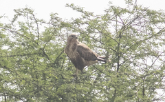 Buteo rufinus