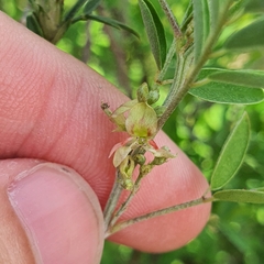 Indigofera suffruticosa
