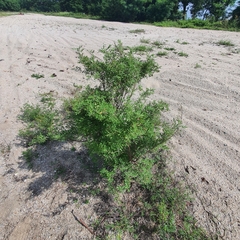 Indigofera suffruticosa