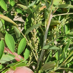 Indigofera suffruticosa