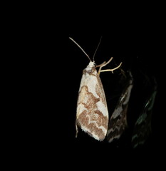 Philenora chionastis