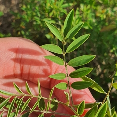 Indigofera suffruticosa