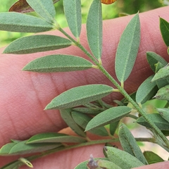 Indigofera suffruticosa