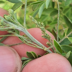 Indigofera suffruticosa