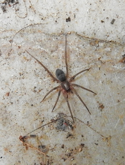Mesiotelus