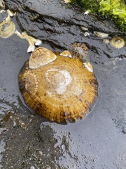 Cellana tramoserica