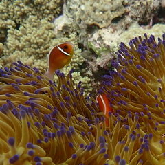Amphiprion perideraion