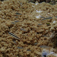 Thalassoma amblycephalus