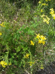 Senecio velleioides