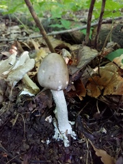 Amanita submaculata