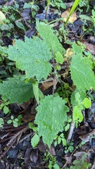 Urtica thunbergiana