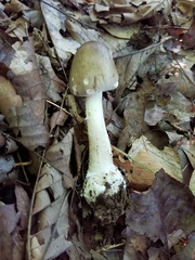 Amanita submaculata