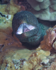 Gymnothorax meleagris