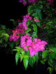 Bougainvillea glabra