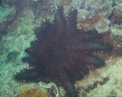 Acanthaster planci