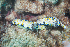 Hypselodoris imperialis