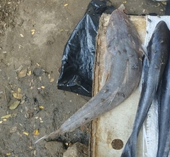 Platycephalus indicus