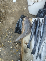 Platycephalus indicus