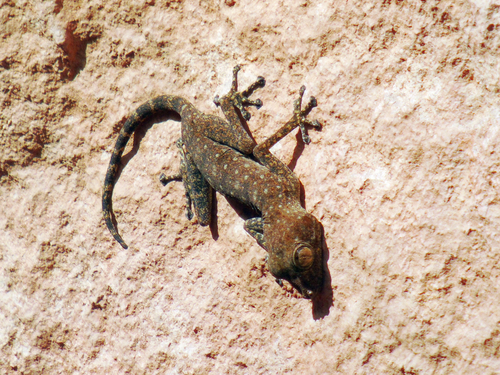 Sinai Fan-fingered Gecko, Ptyodactylus guttatus