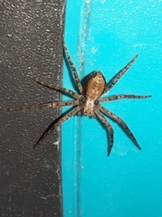 Philodromidae