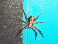 Philodromidae